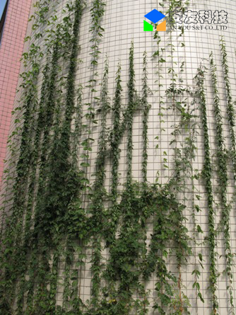 武漢七一中學(xué)墻面綠化工程效果圖 武漢七一中學(xué)墻面綠化工程效果圖