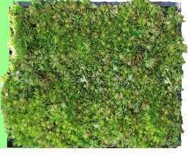 容器式屋頂綠化 容器式屋頂綠化