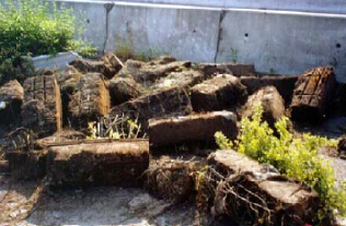 ����С_ֲ���y���L