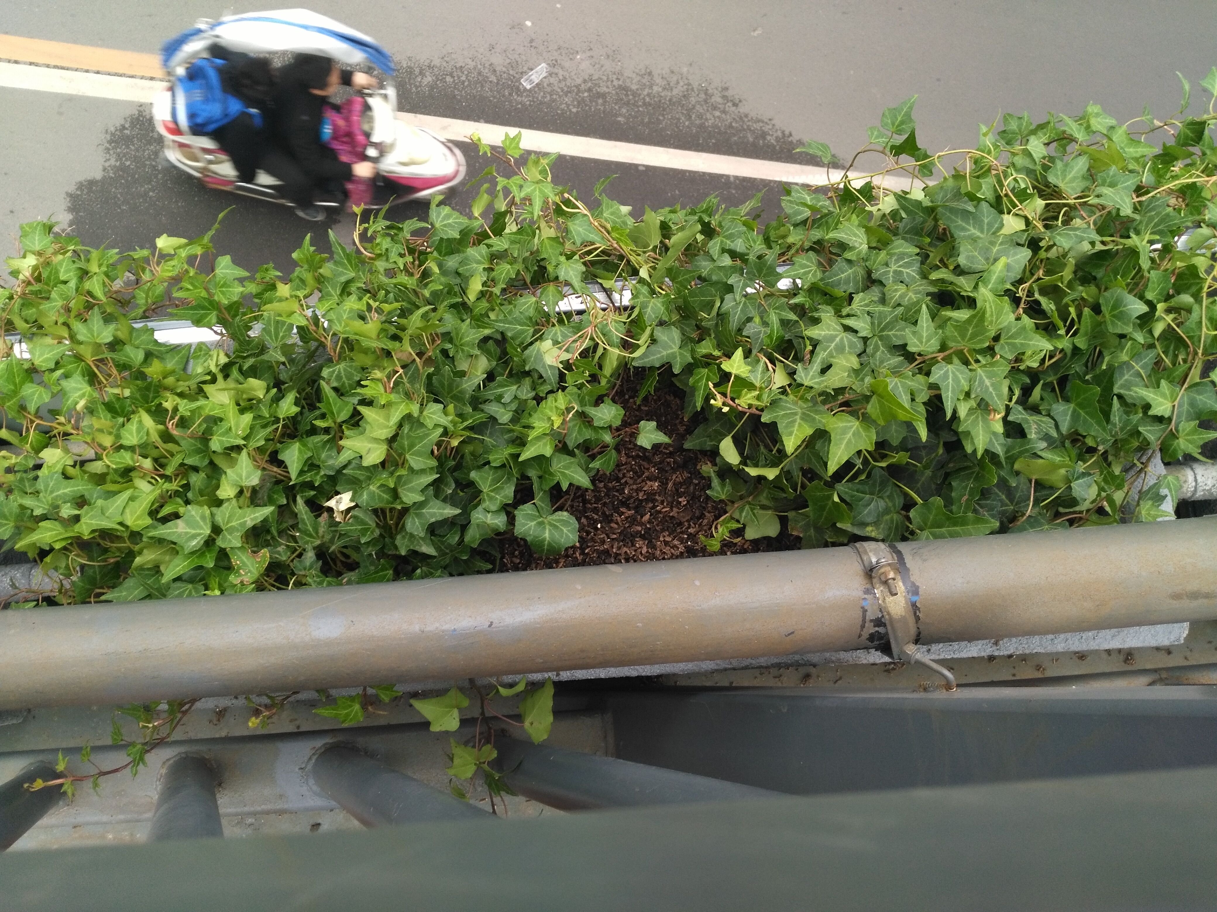 襄陽(yáng)人行天橋綠化 襄陽(yáng)人行天橋綠化