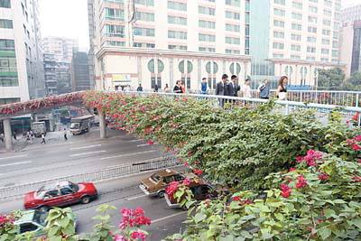 天橋綠化 天橋綠化