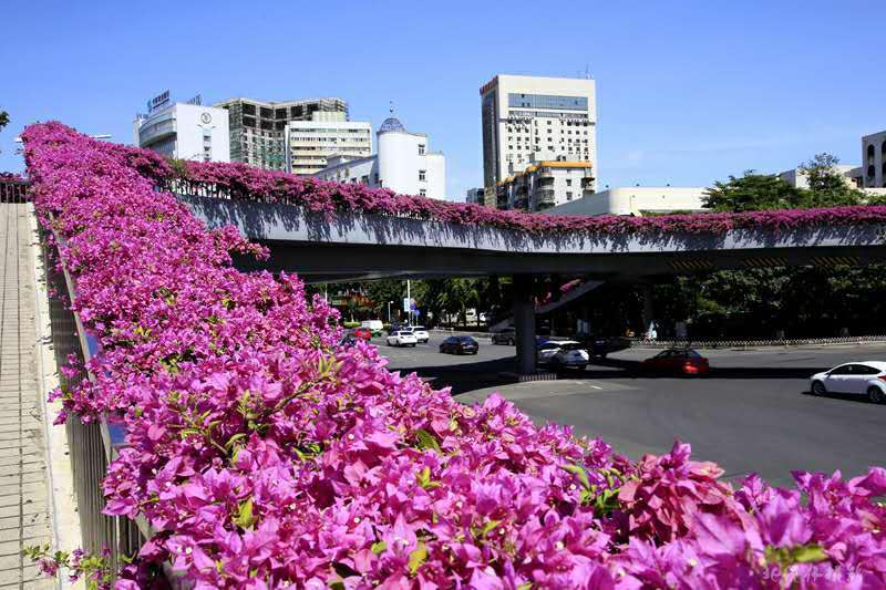 海口高架橋綠化 海口高架橋綠化